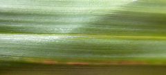 Puccinia chathamica