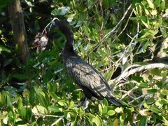 Nannopterum brasilianum