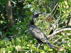 Nannopterum brasilianum