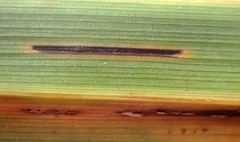 Puccinia chathamica