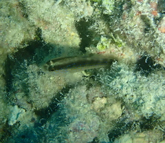 Asterropteryx semipunctata