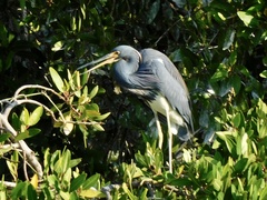 Egretta tricolor