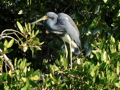 Egretta tricolor