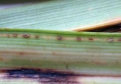 Puccinia chathamica
