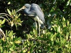 Egretta tricolor
