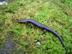 Desmognathus imitator