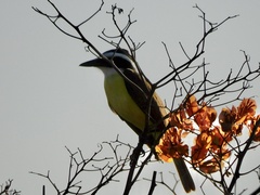 Pitangus sulphuratus