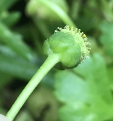 Centipeda minima minima