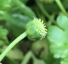 Centipeda minima minima