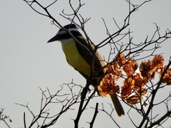 Pitangus sulphuratus