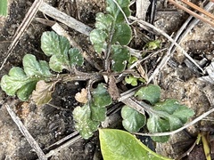 Sceptridium lunarioides