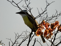 Pitangus sulphuratus