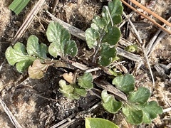 Sceptridium lunarioides