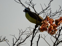 Pitangus sulphuratus