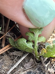 Sceptridium lunarioides