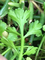 Centipeda minima minima