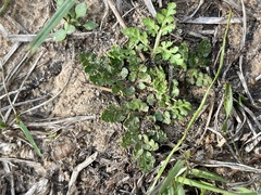 Sceptridium lunarioides