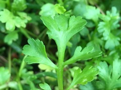 Centipeda minima minima