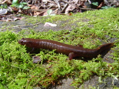 Desmognathus santeetlah