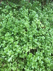 Centipeda minima minima