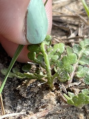 Sceptridium lunarioides