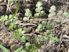 Sceptridium lunarioides