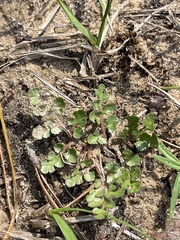 Sceptridium lunarioides