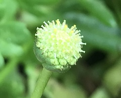 Centipeda minima minima
