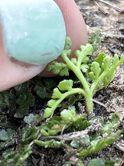 Sceptridium lunarioides