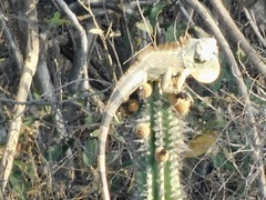 Iguana iguana