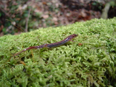 Desmognathus wrighti