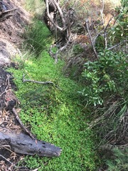 Centipeda minima minima