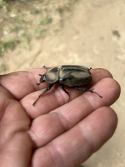 Xylotrupes australicus