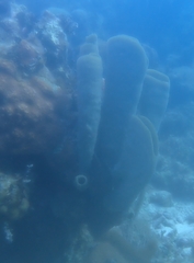 Callyspongia aculeata