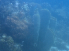 Callyspongia aculeata