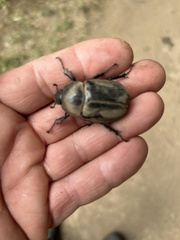 Xylotrupes australicus