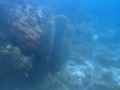 Callyspongia aculeata