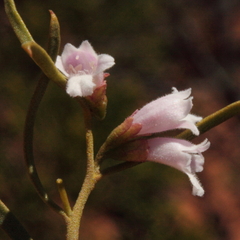 Eremophila caperata