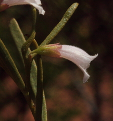 Eremophila caperata