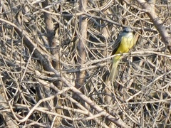 Tyrannus melancholicus