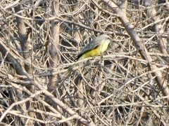 Tyrannus melancholicus