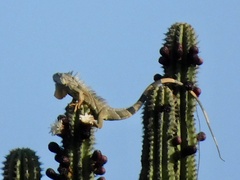 Iguana iguana