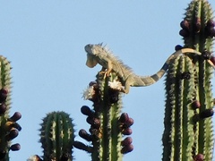 Iguana iguana
