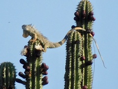 Iguana iguana