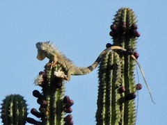 Iguana iguana
