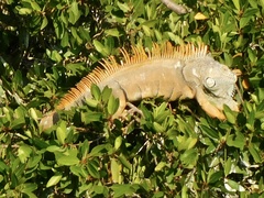 Iguana iguana