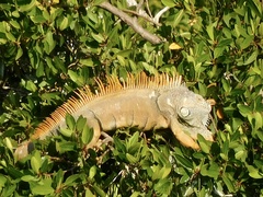 Iguana iguana