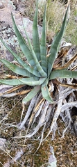 Agave palmeri