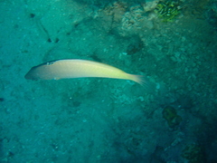 Halichoeres prosopeion