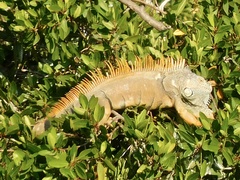 Iguana iguana